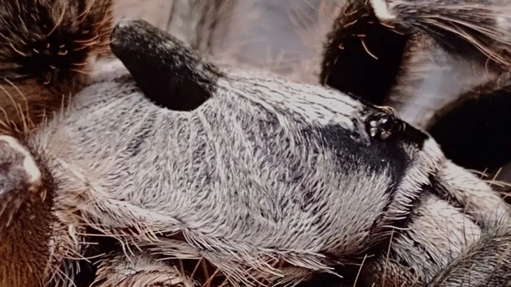 Mengenal Ceratogyrus, Keluarga Tarantula Bertanduk