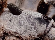 Mengenal Ceratogyrus, Keluarga Tarantula Bertanduk