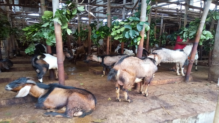 Kementan Keluarkan Panduan Kurban Saat Pandemi COVID-19