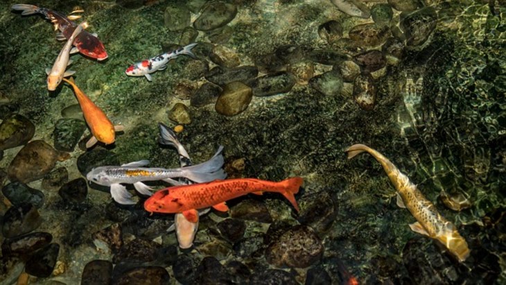 koi