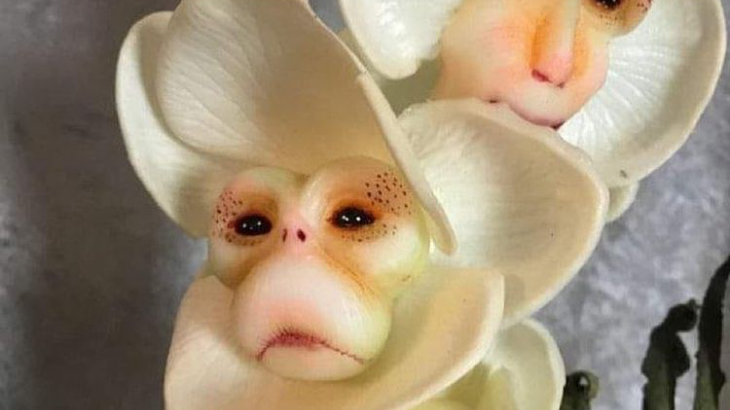 Dracula Simia, Anggrek  dengan Wajah Monyet