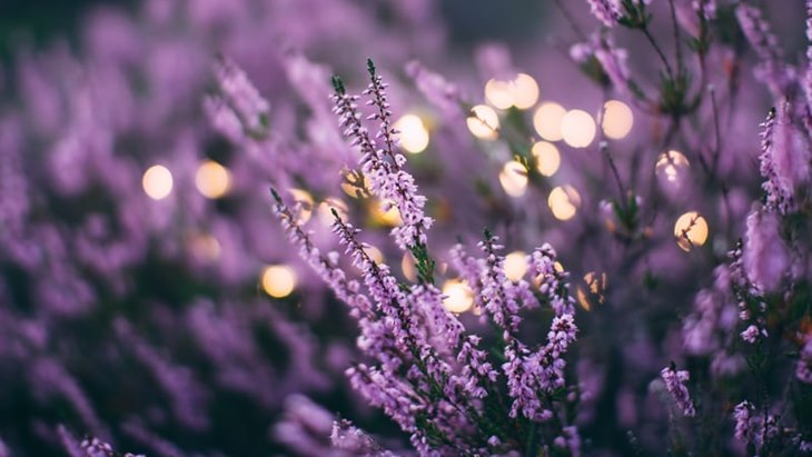 Bunga lavender dikenal sejak zaman dahulu sebagai obat herbal. (Foto: Unsplash/Daiga Ellaby)