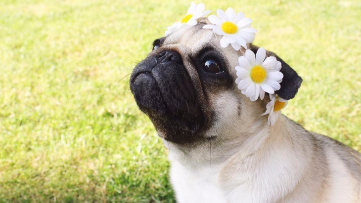 Pug. (Foto Instagram @pugloulou)