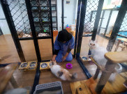 5 Hal Yang Harus Diperhatikan Saat Titip Hewan Peliharaan Kesayangan