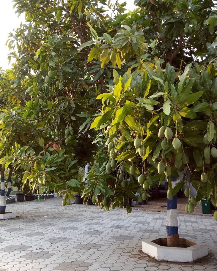 Pohon Mangga, Tepi Jalan