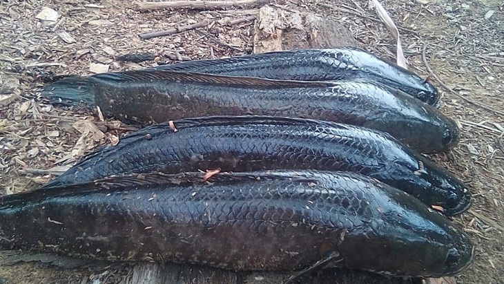 Ikan haruan yang populer pada kuliner Kakimantan Timur. (Foto: instagram@angler_aldi)