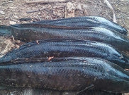 Kaltim Surga Kuliner Ikan Gabus, Ini Lima Olahannya yang Wajib Kamu Coba