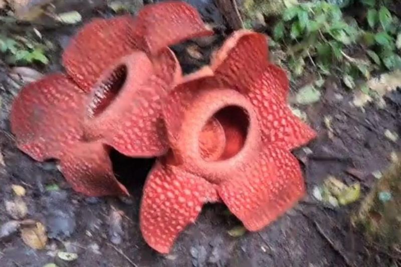 Fenomena Langka Bunga Rafflesia Arnoldii Mekar Kembar Dempet di Sumbar