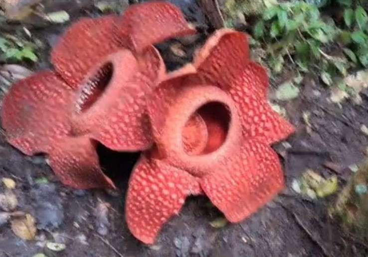 Fenomena Langka Bunga Rafflesia Arnoldii Mekar Kembar Dempet di Sumbar