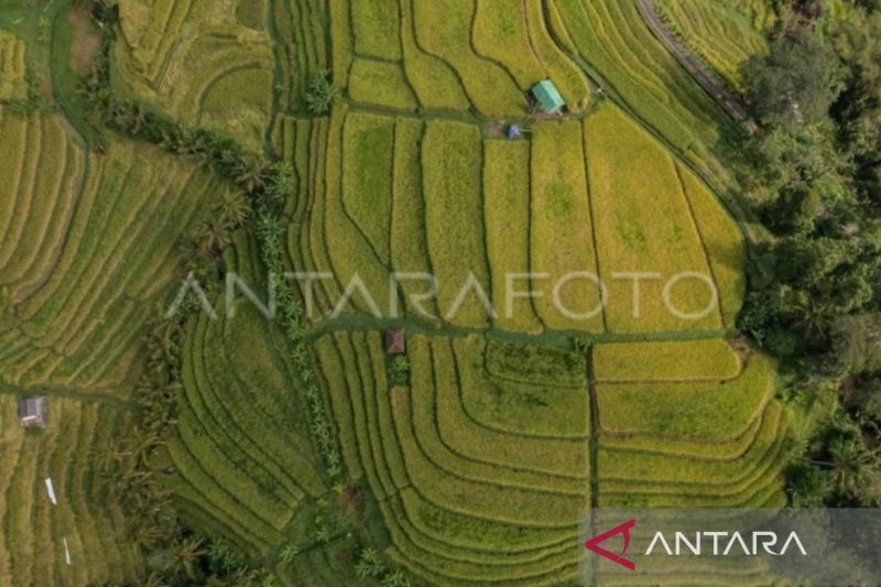 Marak Kafe & Resto, Status Warisan Budaya Dunia Subak Jatiluwih Terancam Dicabut
