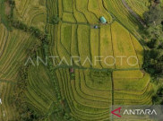 Marak Kafe & Resto, Status Warisan Budaya Dunia Subak Jatiluwih Terancam Dicabut