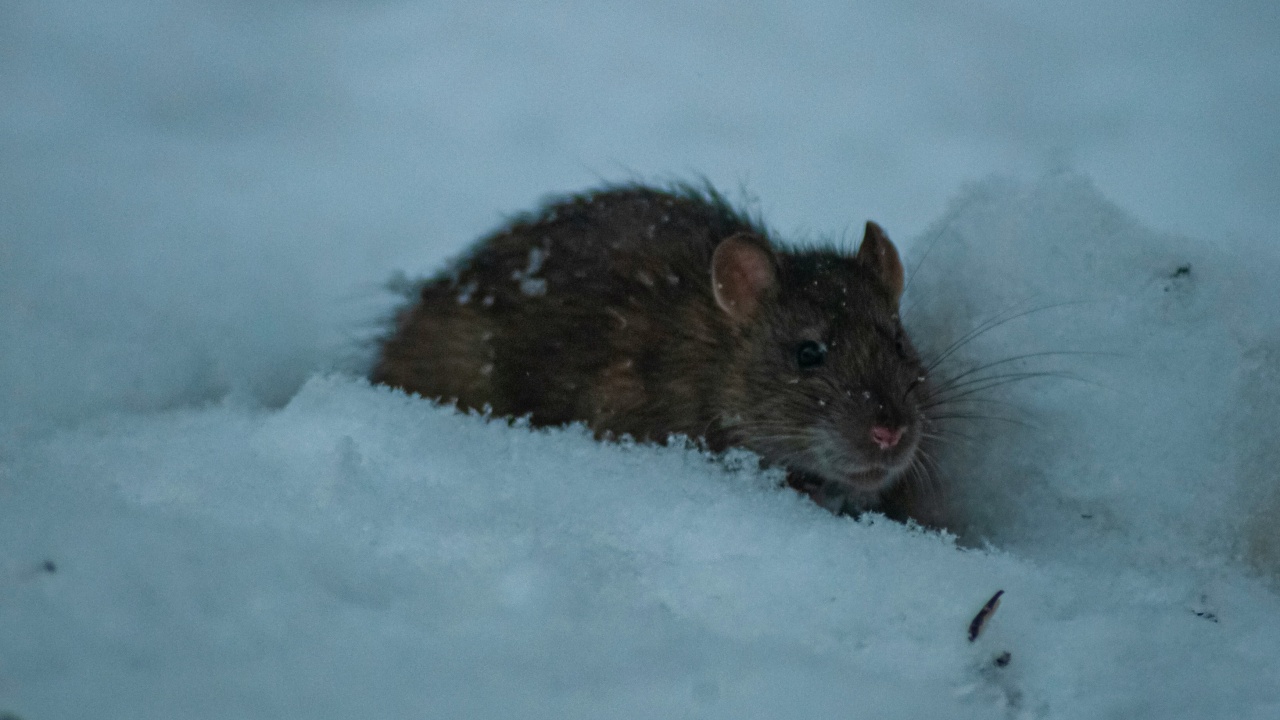 Mengenal Hantavirus, Penyakit Langka nan Mematikan yang Ditularkan Tikus 