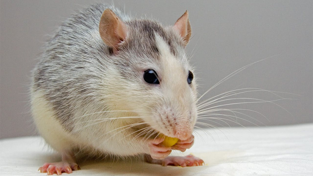 Kemenkes Ingatkan Pemda Lakukan Kesiapsiagaan KLB Leptospirosis