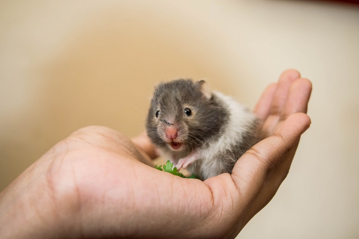 Tips jinakkan hamster