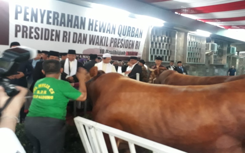 Hewan kurban yang diserahkan Presiden Jokowi dan Wapres Jusuf Kalla untuk jemaah Masjid Istiqlal