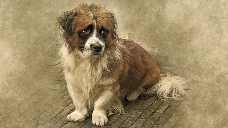 Kenali Ciri-Ciri Depresi pada Anjing Peliharaanmu