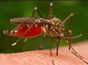 Waspada! Beberapa Daerah di NTT Berstatus KLB Penyakit DBD