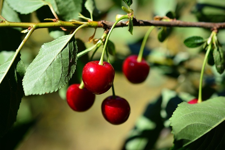  Buah ceri mengandung antioksiden tinggi. (Foto: Pixabah/congerdesign)