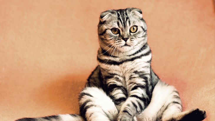 kucing