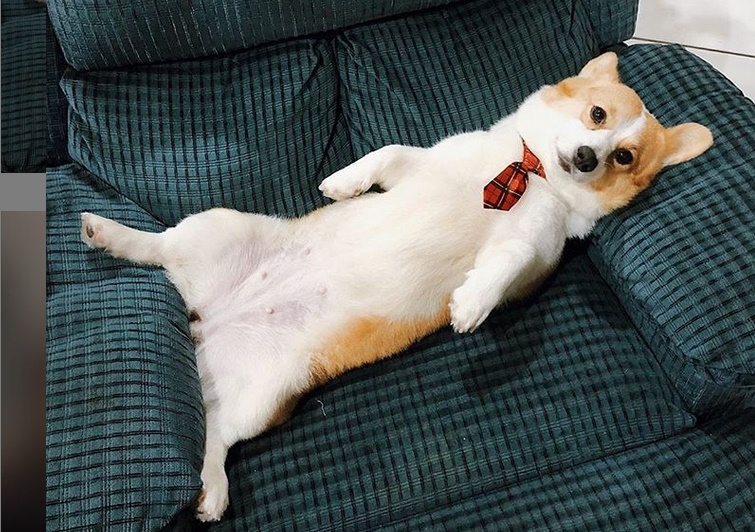 4 Fakta Menarik Tentang Anjing yang Perlu Kamu Tahu! Nomor 4 Paling Keren