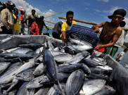 Produksi Perikanan Melonjak Imbas Kebijakan Menteri Susi Tenggelamkan Kapal Ikan Ilegal