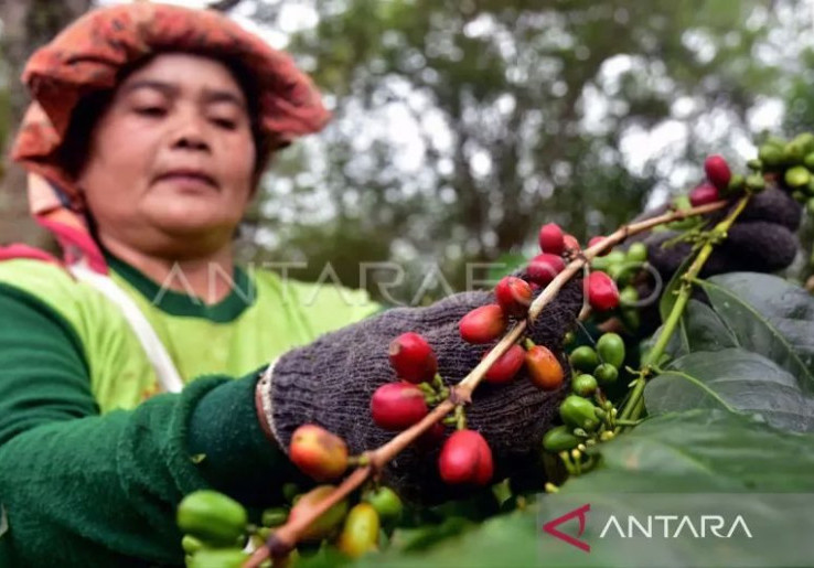 12 Ribu Hektare Lahan Kopi di Aceh Tengah Rusak Akibat Banjir