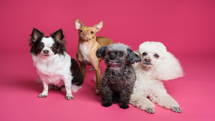 The Jakarta Dog Show 2022, Ajang Berkumpulnya Pecinta Anjing