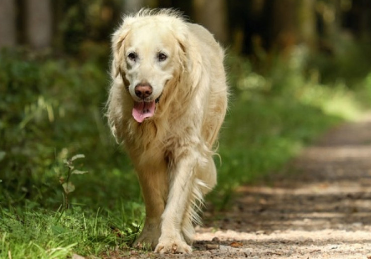 Merawat Anjing Berbulu Tebal dengan Bujet Minimalis
