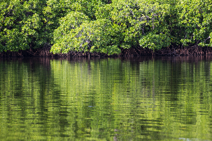Mangrove