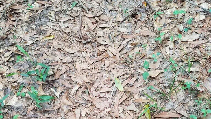 Anda Orang yang Teliti? Coba Temukan Ular di Gambar Ini