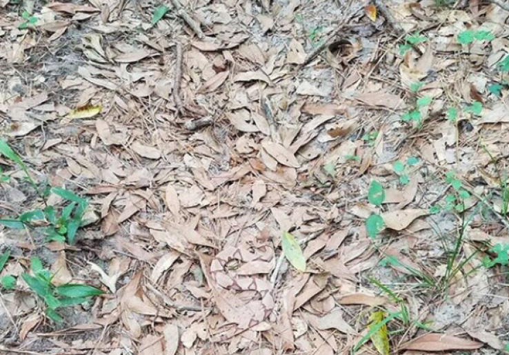 Anda Orang yang Teliti? Coba Temukan Ular di Gambar Ini