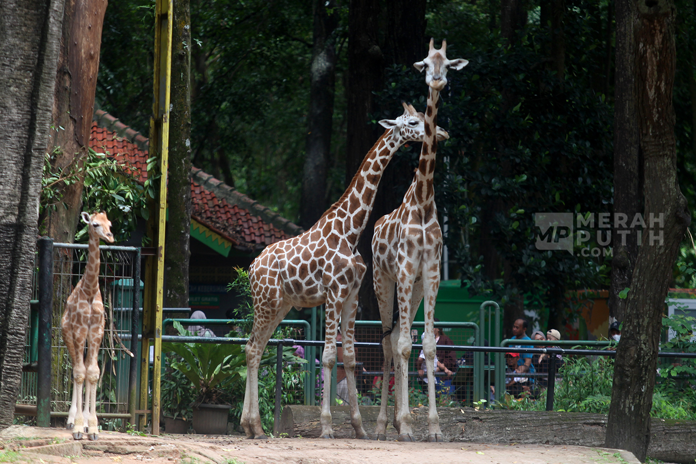 Libur Lebaran, Transaksi Keuangan di Kebun Binatang Ragunan Berjalan Lancar