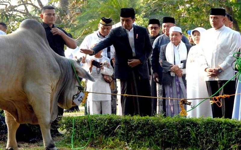 Presiden Jokowi bersama sapi yang akan jadi hewan kurban