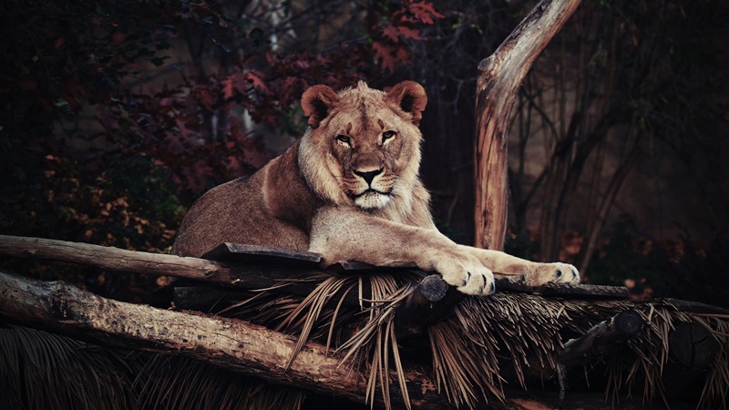 Terinspirasi Film 'The Lion King', Ini 4 Wisata Safari yang Bisa Dicoba