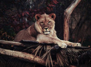 Terinspirasi Film 'The Lion King', Ini 4 Wisata Safari yang Bisa Dicoba