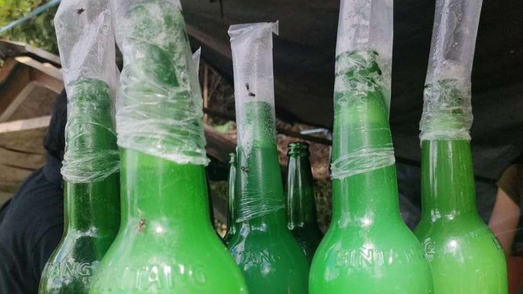 Mengenal Minuman Tradisional Saguer dari Sulawesi Utara