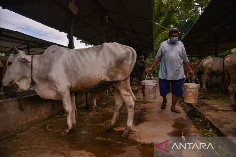Peternakan lembu di Kota Medan, Sumatera Utara. (ANTARA/Fransisco Carolio)