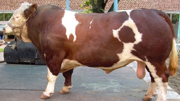 Sapi Siemental (Foto: satwapedia)