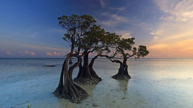 Cantiknya, Pohon Bakau 'Menari' di Pulau Sumba