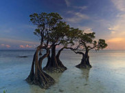 Cantiknya, Pohon Bakau 'Menari' di Pulau Sumba