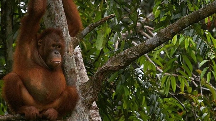 Ingin Lihat Orang Utan Liar? Ini Tempatnya