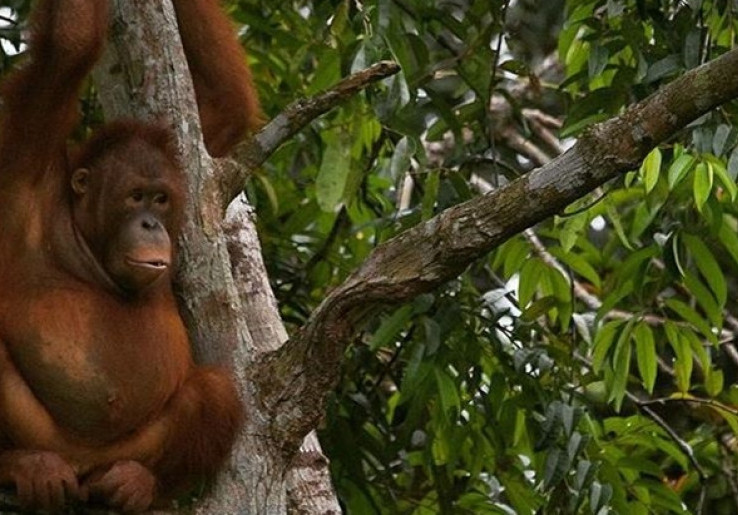 Ingin Lihat Orang Utan Liar? Ini Tempatnya