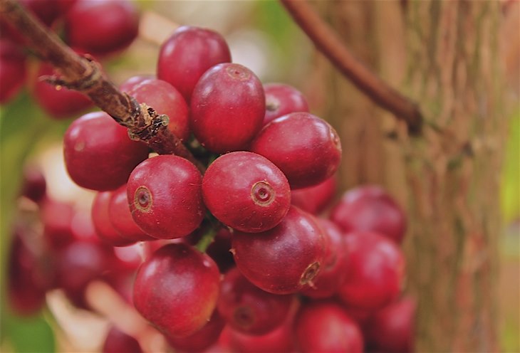 kopi geisha