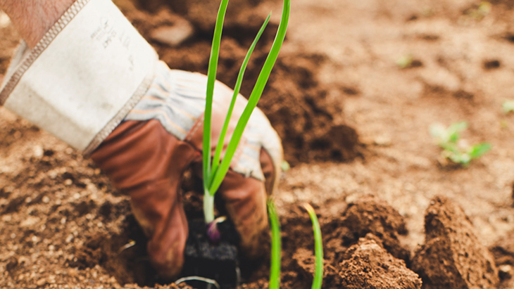 Tantangan dalam Pemulihan Agro-Food di Masa Pandemi