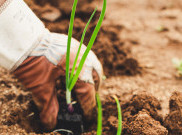 Tantangan dalam Pemulihan Agro-Food di Masa Pandemi
