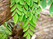 Hobi Berkebun? Yuk Bikin Pupuk Cair Daun Kelor Akhir Pekan ini