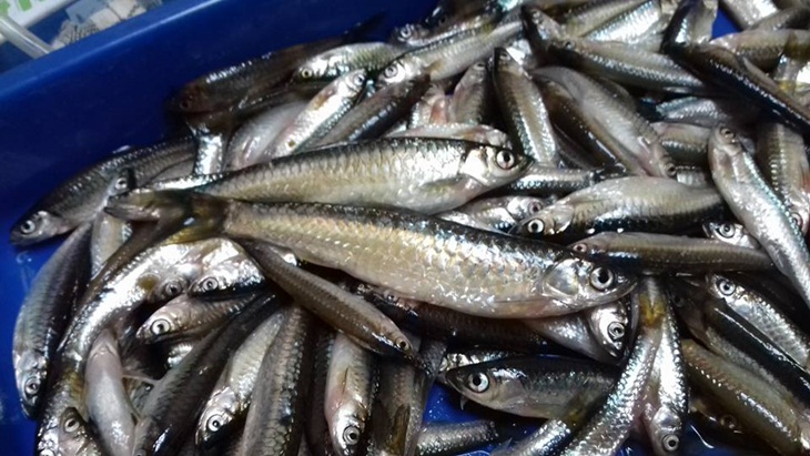 Pis Ikan Bungkus Daun Kunyit dari Suku Gayo