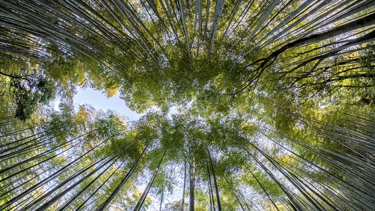 Wisata Hutan Bambu Di Indonesia Tidak Kalah Dari Jepang
