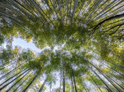 Wisata Hutan Bambu Di Indonesia Tidak Kalah Dari Jepang