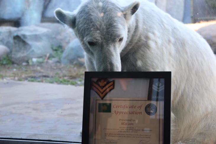 Beruang kutub ini mendapat pangkat dari pihak militer Kanada. (Foto: Facebook/ TheToronto Zoo)